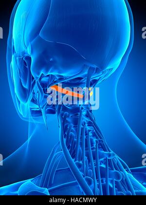 Illustration de l'obliquus capitis inférieure du muscle. Banque D'Images