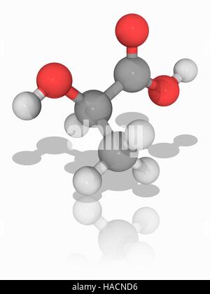 L'acide lactique. Le modèle moléculaire de l'acide alpha-hydroxy (AHA) Acide lactique (C3.H6.O3). Il joue un rôle dans divers processus biochimiques. Il est produit dans les muscles après l'exercice, et est produit dans divers procédés de fermentation. Les atomes sont représentés comme des sphères et sont codés par couleur : carbone (gris), l'hydrogène (blanc) et d'oxygène (rouge). L'illustration. Banque D'Images