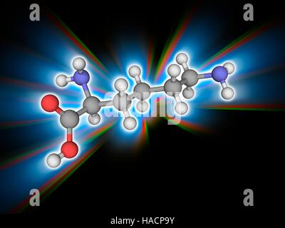 La Lysine. Le modèle moléculaire de l'essentiel de l'acide alpha-aminé lysine (C6.H14.N2.O2). C'est l'un des fondements nécessaires pour toutes les protéines dans le corps. Les atomes sont représentés comme des sphères et sont codés par couleur : carbone (gris), l'hydrogène (blanc), l'azote (bleu) et d'oxygène (rouge). L'illustration. Banque D'Images