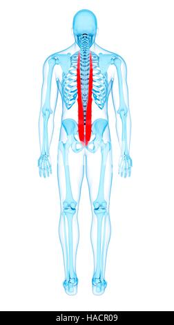 Illustration du longissimus muscles thoraciques. Banque D'Images