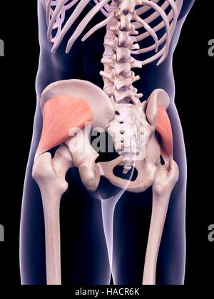 Illustration du gluteus minimus muscles. Banque D'Images