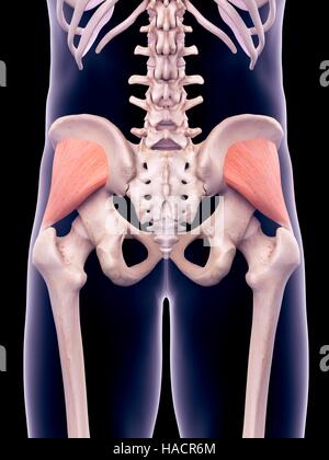 Illustration du gluteus minimus muscles. Banque D'Images