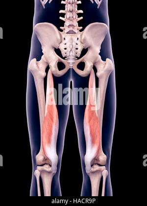 Illustration des muscles le semimembranosus. Banque D'Images