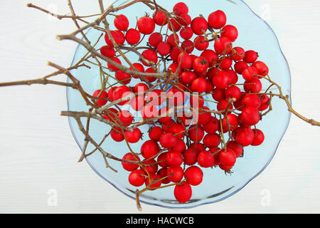Les baies d'aubépine avec des branches en hiver. Fruits rouges en plaque bleue. Vue d'en haut. Banque D'Images