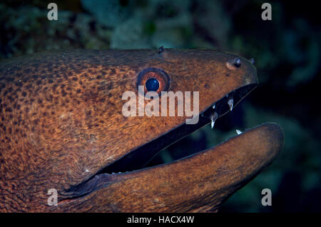 Close up side view portrait of a Giant Moray, Gymnothorax javanicus, Bathala, Ari Atol, Maldives, océan Indien Banque D'Images
