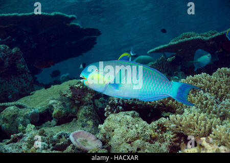 Rusty, perroquet Scarus ferrugineus, sur les récifs coralliens, Bathala, Ari Atol, Maldives, océan Indien Banque D'Images