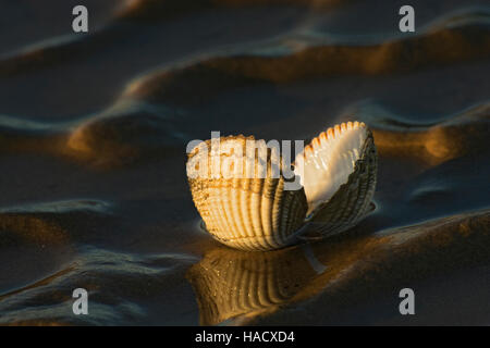 Close up of Shell sur plage de derniers rayons de soleil, avec stries de sable, la baie de Morecambe, Lancashire, UK Banque D'Images