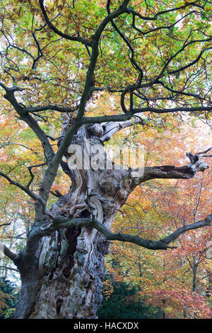 Quercus robur. Vieux Chêne en automne changeant de couleur. Oxfordshire, Angleterre Banque D'Images