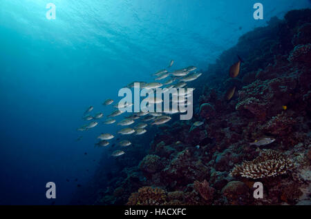 Banc de bar rayé dorade à gros yeux, Gnathodentex aureolineatus, sur un récif de coraux tropicaux aux Maldives, l'Océan Indien Banque D'Images