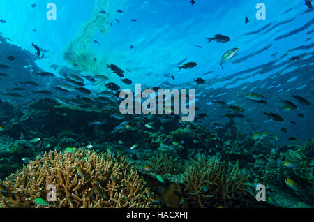 Banc de bar rayé dorade à gros yeux, Gnathodentex aureolineatus, sur un récif de coraux tropicaux aux Maldives, l'Océan Indien Banque D'Images