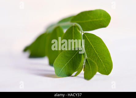 Le moringa (également connu sous le nom de M. oleifera Lam., Futaba, MORINGACÉES marteau kom, légumes hum hum bug, bug de Moringa Hoo) feuille isolé sur fond de bois Banque D'Images