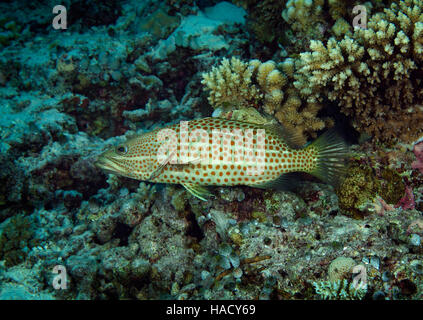 Un Whitelined Bocasse, également connu sous le nom de mérou svelte, Anyperodon leucogrammicus, natation sur barrière de corail en Maldives Banque D'Images