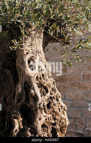 Abstract tronc de vieil olivier en Provence en Croatie Banque D'Images