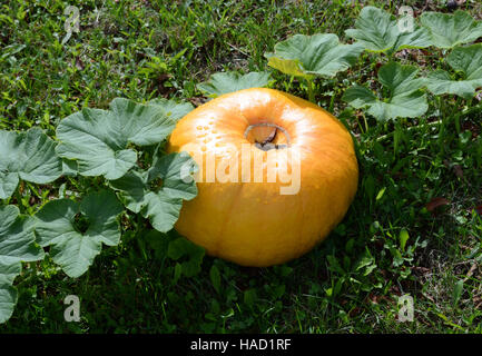 Citrouille en jardin bio Marsac en Livradois Auvergne France Banque D'Images