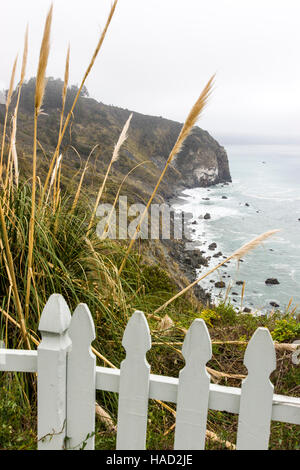 L'herbe de la pampa (cortaderia selloana) pousse le long de la côte de Big Sur, y compris à Lucie, California, USA Banque D'Images