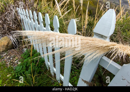 L'herbe de la pampa (cortaderia selloana) pousse le long de la côte de Big Sur, y compris à Lucie, California, USA Banque D'Images