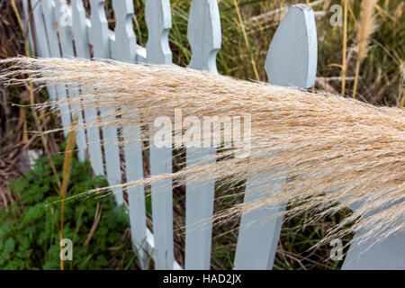 L'herbe de la pampa (cortaderia selloana) pousse le long de la côte de Big Sur, y compris à Lucie, California, USA Banque D'Images