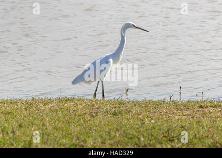 Aigrette garzette Egretta garzetta blanc, une pataugeoire, une fosse de rétention rivage Banque D'Images