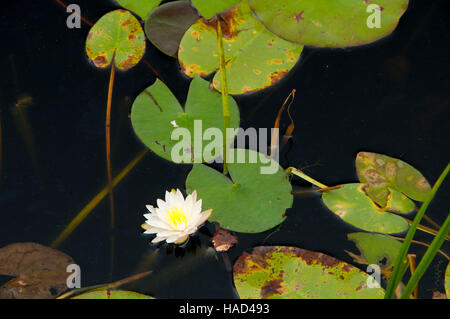 Étang de ferme sur nénuphar, Trustom Pond National Wildlife Refuge, Rhode Island Banque D'Images