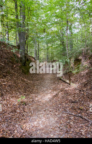 Sentier creux sur l'ancien chemin trace le long de Natchez Trace Parkway en milieu rural Mississippi. Banque D'Images