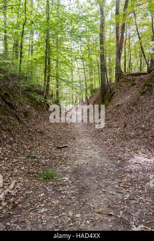 Sentier creux sur l'ancien chemin trace le long de Natchez Trace Parkway en milieu rural Mississippi. Banque D'Images