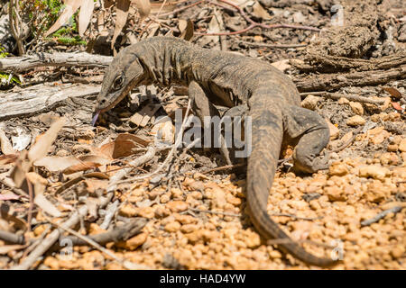 Heath Monitor, Varanus rosenbergi dans NP Flinders Chase, Kangaroo Island, Australie du Sud, Australie Banque D'Images