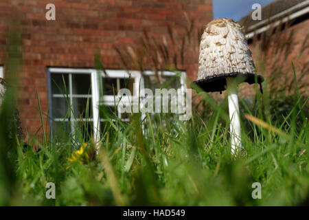 Coprinus comatus, le cap d'encre shaggy, avocat, la perruque ou shaggy mane, est un champignon commun de plus en plus souvent sur les pelouses, le long du gravier Banque D'Images