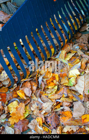 Close up du râteau et feuilles colorées sur l'automne. Banque D'Images