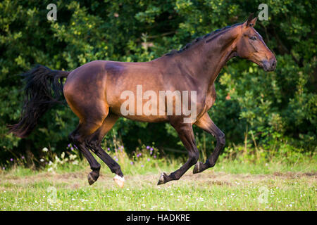 Oldenburg Horse. Hongre Bay sur un pré au galop. Allemagne Banque D'Images