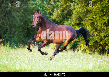 Oldenburg Horse. Hongre Bay sur un pré au galop. Allemagne Banque D'Images