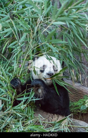 Panda géant adultes de manger des feuilles de bambou au Zoo de Chiang Mai, Thaïlande Banque D'Images