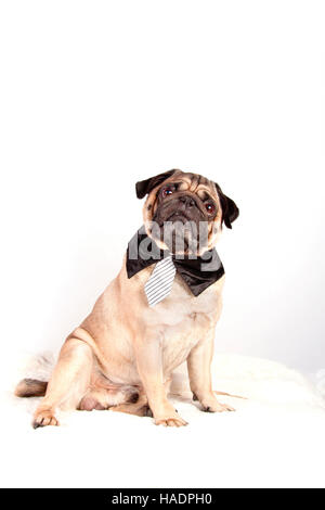 Le PUG. Mâle adulte portant cravate et col chemise, assis. Studio photo sur un fond blanc. Banque D'Images