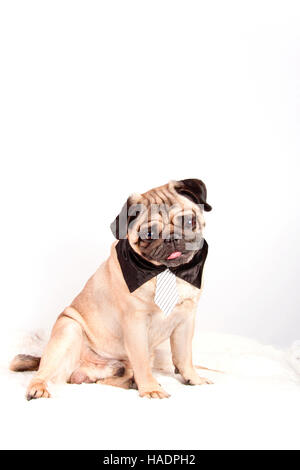 Le PUG. Mâle adulte portant cravate et col chemise, assis. Studio photo sur un fond blanc. Banque D'Images