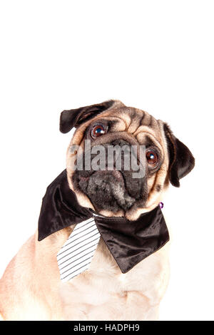 Le PUG. Mâle adulte portant cravate et col chemise, assis. Studio photo sur un fond blanc. Banque D'Images