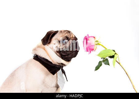 Le PUG. Mâle adulte portant cravate et col chemise, reniflant à fleur rose. Studio photo sur un fond blanc. Banque D'Images