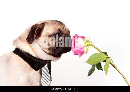 Le PUG. Mâle adulte portant cravate et col chemise, reniflant à fleur rose. Studio photo sur un fond blanc. Banque D'Images