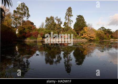 Piscine de canard dans le miroir comme les eaux encore lake au Bryn Mill Park, Swansea, Wales .plantes et des arbres rares reflètent dans l'étang Banque D'Images