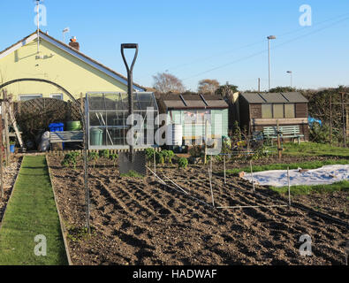 Un grand chat de jardin sur un allotissement anglais en hiver à Sussex, en Angleterre Banque D'Images