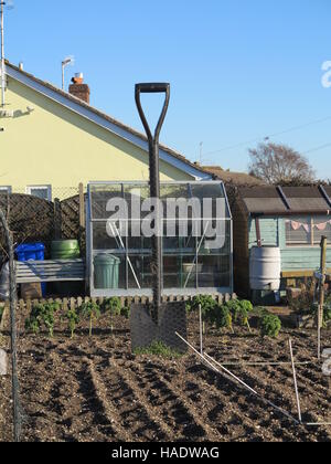 Un grand chat de jardin sur un allotissement anglais en hiver à Sussex, en Angleterre Banque D'Images