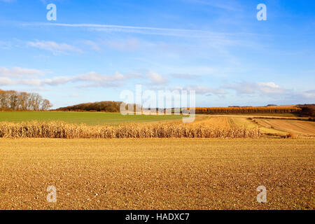 Récolte de maïs sec cultivé pour couvrir faisan sur calcaire près de Woodland dans le pittoresque paysage english channel à l'automne. Banque D'Images