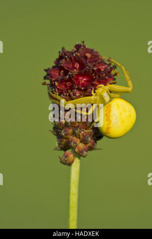 Araignée crabe (Misumena vatia), papillon sur fleur, Burgenland, Autriche Banque D'Images