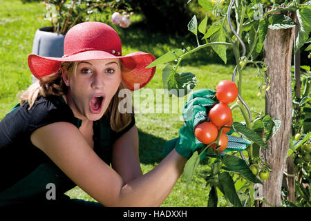 La récolte de tomates jardinier femme surprise Banque D'Images