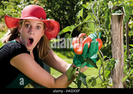 La récolte de tomates jardinier femme surprise Banque D'Images