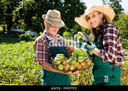 Récolte des pommes, jardinier, hommes et femmes Banque D'Images