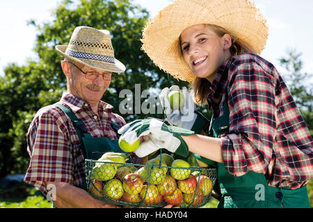 Récolte des pommes, jardinier, hommes et femmes Banque D'Images