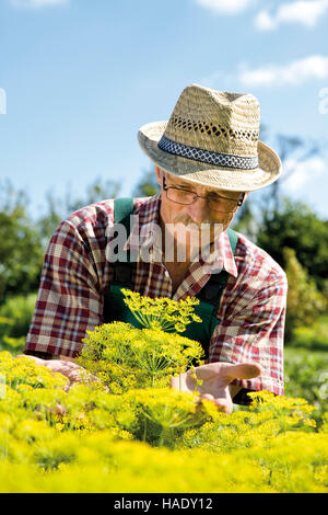 Jardinier fier devant la floraison de l'aneth patch Banque D'Images