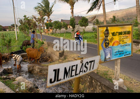 Les vaches boivent dans un fossé à côté de la route menant du village de pêcheurs de Amed à l'Est de Bali. Amed est une longue bande côtière de villages de pêche dans l'Est de Bali. Banque D'Images