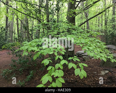 Forêt de hêtres. Feuilles vertes. Contexte Banque D'Images