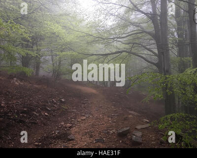Chemin dans une forêt de hêtres. Le parc national de Montseny en Catalogne Banque D'Images