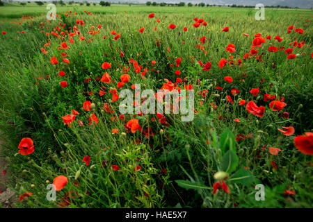 coquelicots déposés Banque D'Images